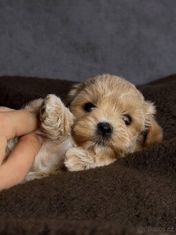 Psík Maltipoo f1 - 4