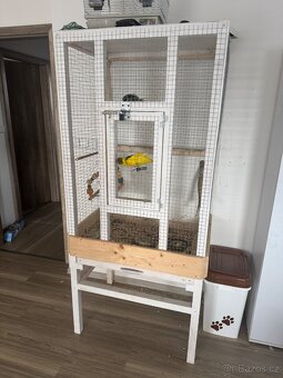 Kakariki chovný pár - 4