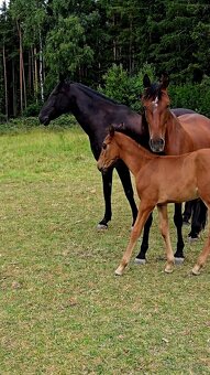 Pronájem & Ustájení - 4