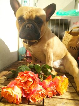 Nabízíme krytí - 4