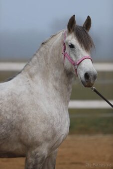 Reprezentativní barokní klisna REZERVACE - 4