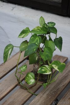 Květiny-potos, aloe vera - 4