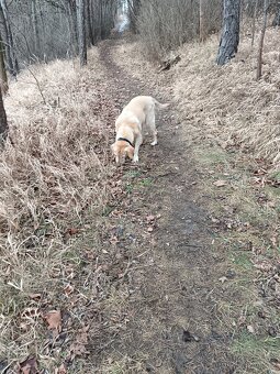 Daruji fenku labradorky - 4