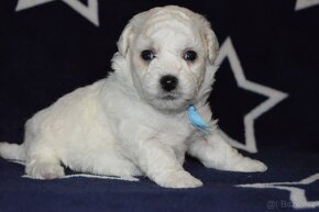 BICHON FRISE - BIŠONEK  s PP - 4