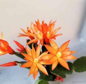 Schlumbergera - Velikonoční kaktus (řízky) - 4