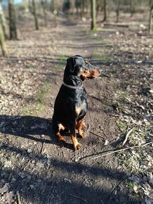adopce Dobby - 8.12. 2021 narozený - 4