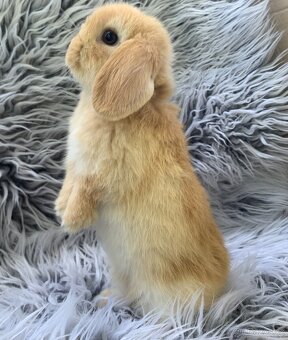 ❤️❤️Minilop Beránek Kralicek mláďátka - 4