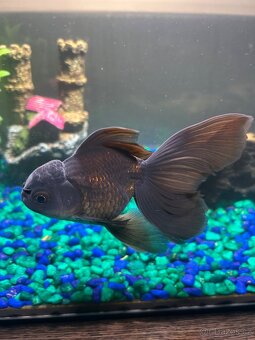 Prodám větší zavojnatky oranda calico a black - 4