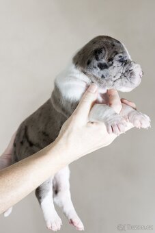 Německá doga - štěňata s PP FCI - 4