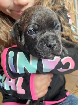 Stafordsirsky bulteriér s pp - 4