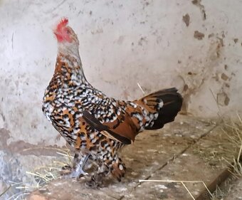 Zakrslá rousná - 4