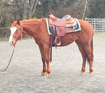 Klisna QH 2 roky - 4