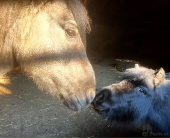 Mini pony valášek - 4