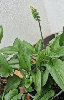 Drimiopsis maculata, ALOE-menšího vzrůstu, STREPTOCARPUS-SAX - 4