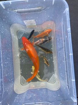 Koi Kapři - 4