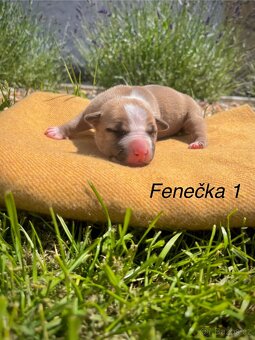 Americký stafordšírský teriér s PP - 4