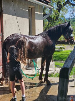 Welsh pony valach - 4
