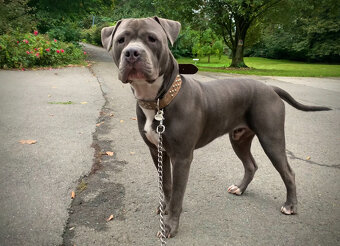 Nabízím ke krytí modrého American bully xl - 4