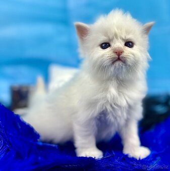 KOŤÁTKO NĚVSKÁ MAŠKARÁDA S PP - 4