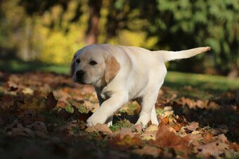 Labradorský retriever - 4