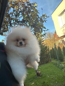 Pomeranian s pp FCI - 4