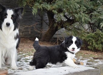 Border kolie s PP - 4