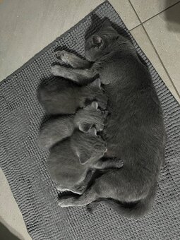 Britská koťata - 4