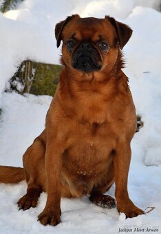 brabantík - štěňata s pp - fena - 4