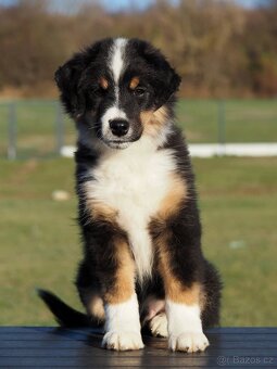 Miniatúrní americký ovčák s PP- s rodokmeňom - 4