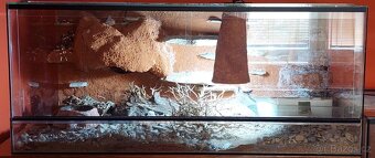 Gekončik noční - 4