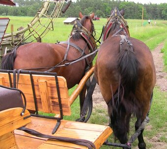 Prodám párové postroje do kočáru s chomouty - 4