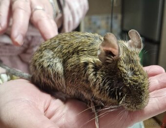 Osmák degu mláďata 6 měsíců, páreček - 4