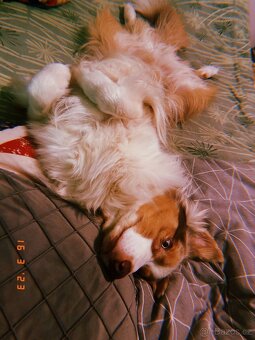 Australský ovčák ke krytí - 4