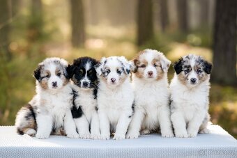 Australský ovčák s PP - 4