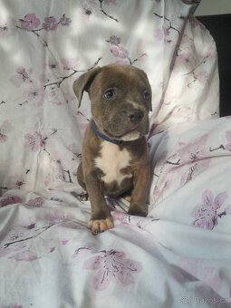 Stafordšírský bulteriér - 4