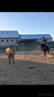 valach Arab x Welsh Cob / cutting - 4
