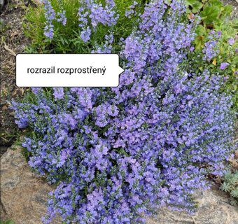 Rozrazil rozprostřený skalnička - 4