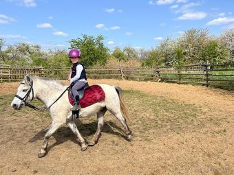 Pony valach welsh - 4