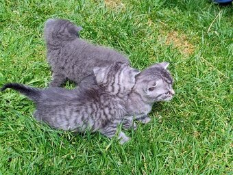 Britská modrá a whiskas kočičky i kocourkové - 4