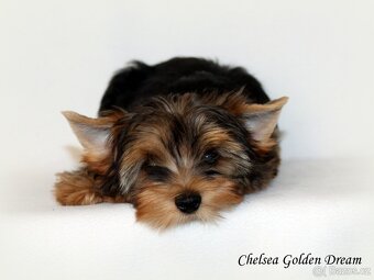 barevný jorkšírský teriér - Yorkshire Terrier - 4