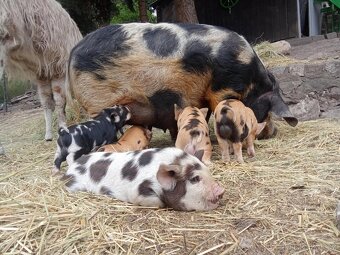 kune kune - 4