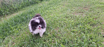 Bleky – roztomilé štěňátko pomeraniana hledá domov - 4