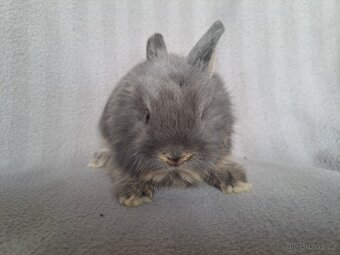 Zakrslý králíček beránek, zakrslý lvíček - 4