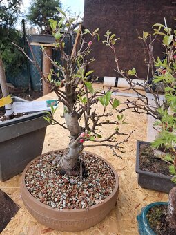 Bonsai Jabloň - 4