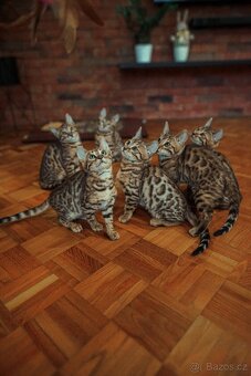 Kočka bengálská - krytí - 4