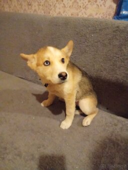 Štěně Husky - 4