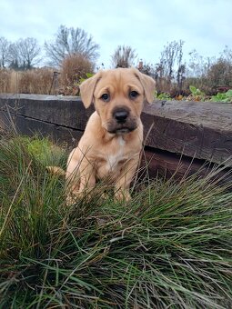 Štěňata kříženci - 4