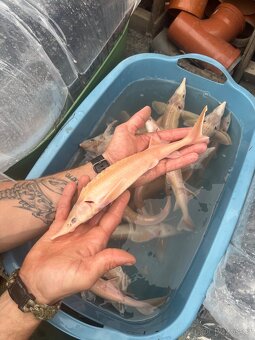 Prodám jesetery - 4