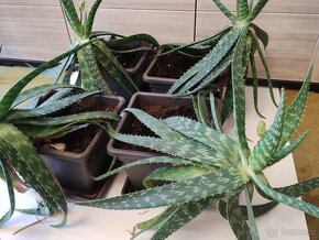 Aloe Maculata 4 ks - 4
