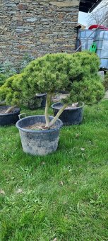 Tvarovaná borovice kleč pinus mugo - 4